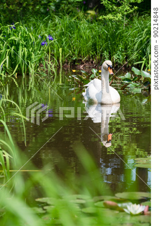 A swan floating in a pond where iris and water lilies bloom A swan floating in a pond where iris and water lilies bloom 90214848