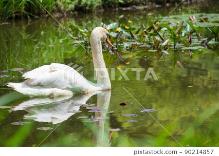 A swan floating in a pond where water lilies bloom A swan floating in a pond where water lilies bloom 90214857