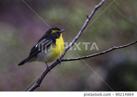 Narcissus flycatcher nestled on a tree branch Narcissus flycatcher nestled on a tree branch 90214864