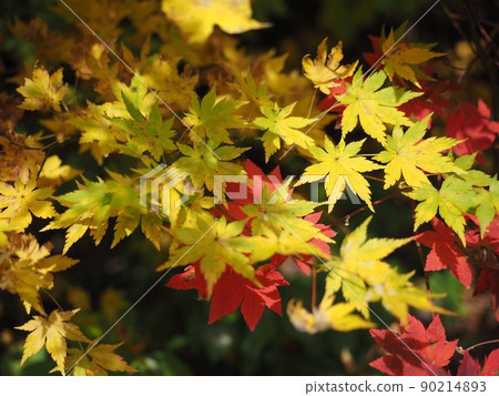 秋天的樹葉 90214893
