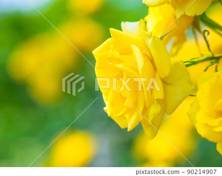 玫瑰花印加 90214907