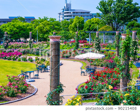 茨城縣若園公園的玫瑰園 茨城縣若園公園的玫瑰園 90215408