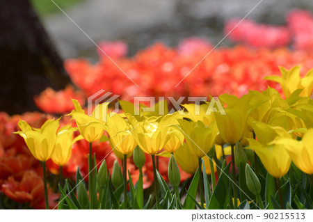 春天的花園 90215513