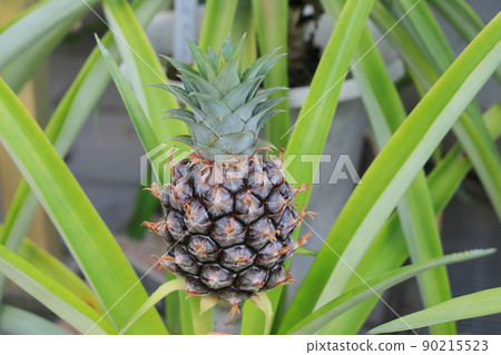 Pineapple Pineapple Pine Pineapple Pineapple Pine 90215523