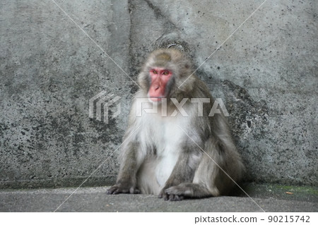 日本猴子 90215742