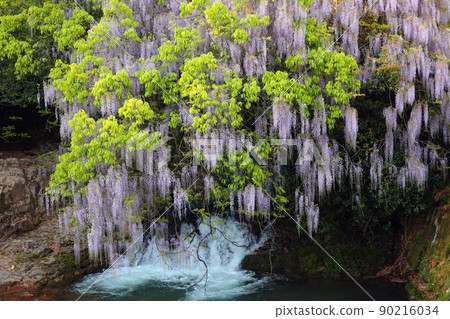 Wisteria of consistent fields Wisteria of consistent fields 90216034