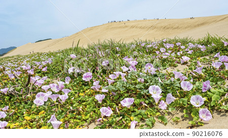 Bindweed (Tottori Sand Dunes) 90216076