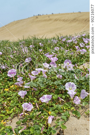Bindweed (Tottori Sand Dunes) Bindweed (Tottori Sand Dunes) 90216077