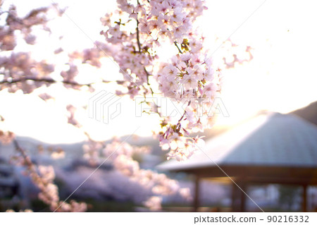 Sakura in Sumadera Park 90216332