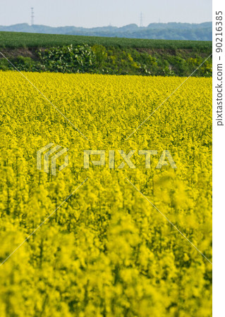 Anpingo Rape field Anpingo Rape field 90216385