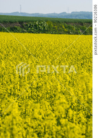 Anpingo Rape field Anpingo Rape field 90216386