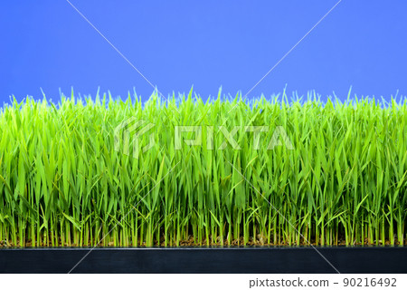 Rice nursery close-up 90216492