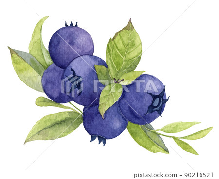 Watercolor Blueberry. Hand painted illustration of Blue Berry. Forest Plant with green leaves on white background. Sketch of Bilberry for design of business cards and invitations Watercolor Blueberry. Hand painted illustration of Blue Berry. Forest Plant with green leaves on white background. Sketch of Bilberry for design of business cards and invitations 90216521