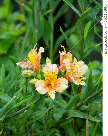 Alstroemeria wet with summer rain blooming on the bank of the floodway Alstroemeria wet with summer rain blooming on the bank of the floodway 90216990