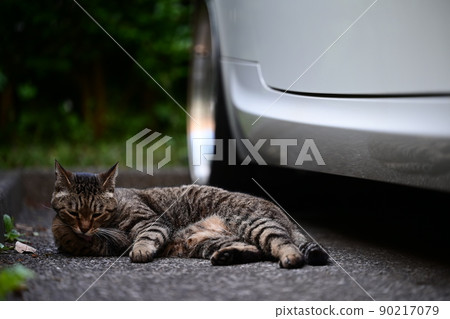 躺在停車場的 Kijitora 貓 90217079