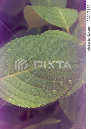 Hydrangea leaf close-up 90217181