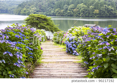 志高湖和繡球花 90217192