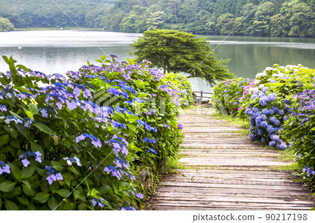 Lake Shidaka and Hydrangea Lake Shidaka and Hydrangea 90217198