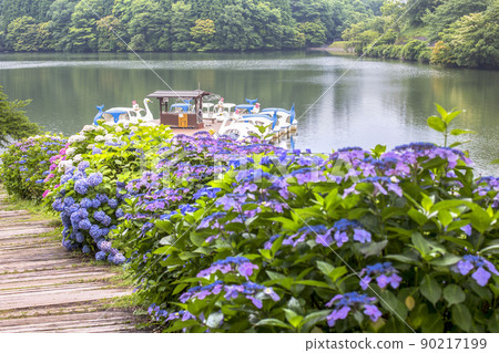 志高湖和繡球花 志高湖和繡球花 90217199