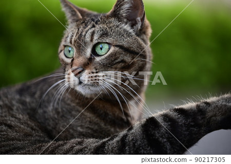 Kijitora cat up in the parking lot 90217305