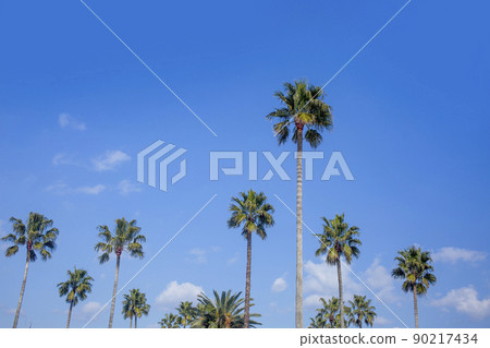 Palm tree Palm tree 90217434