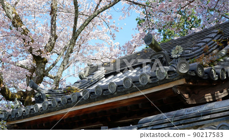 Beautiful cherry blossoms at Nanzenji Temple in Kyoto 90217583