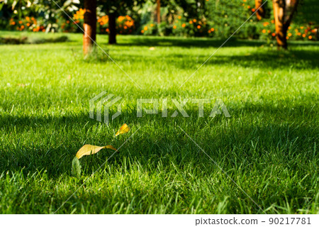 Mowed green backyard grass under trees closeup view Mowed green backyard grass under trees closeup view 90217781
