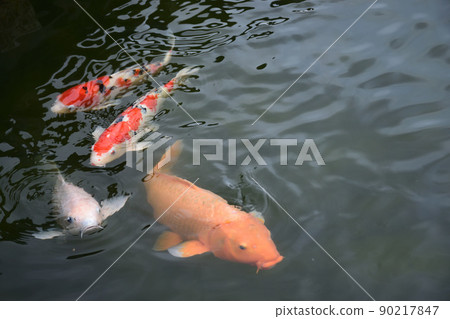 Carp of a pond 90217847