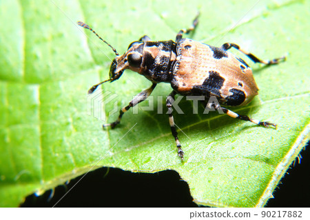 Clove beard weevil 90217882