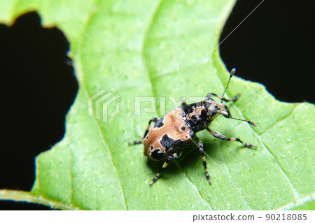 Clove beard weevil 90218085