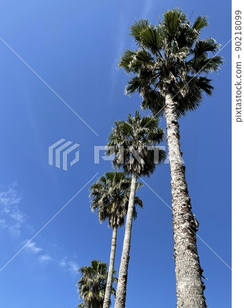 藍天和棕櫚樹 藍天和棕櫚樹 90218099