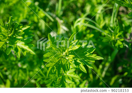 艾草的嫩芽 90218153