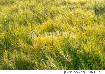 Row barley barley Row barley barley 90218156