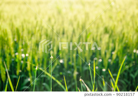 生長在麥田前面的金銀花 90218157