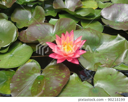 在初夏為水邊著色的漂亮松鼠 在初夏為水邊著色的漂亮松鼠 90218199