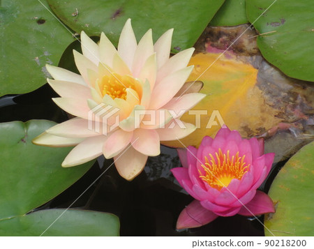 在初夏為水邊著色的漂亮松鼠 在初夏為水邊著色的漂亮松鼠 90218200