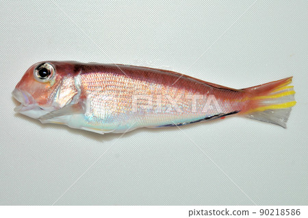 我釣到了一條可以吃的方頭魚 90218586