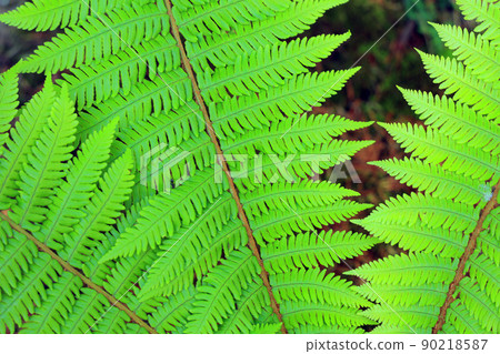蕨類植物 90218587