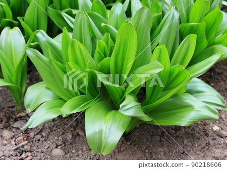 Rosettes of green leaves of the bulbous perennial Colchicum autumnale Rosettes of green leaves of the bulbous perennial Colchicum autumnale 90218606