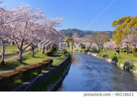 塔夫斯河岸邊的櫻花 塔夫斯河岸邊的櫻花 90218621