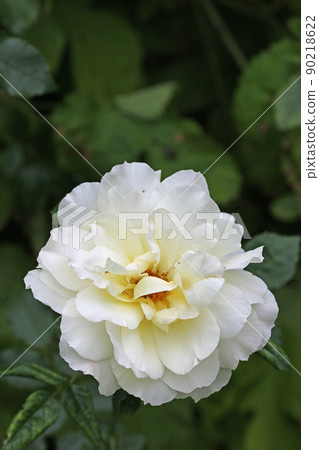 White rose flower in close up White rose flower in close up 90218622