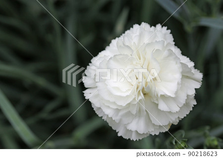 White Dianthus flower in close up White Dianthus flower in close up 90218623