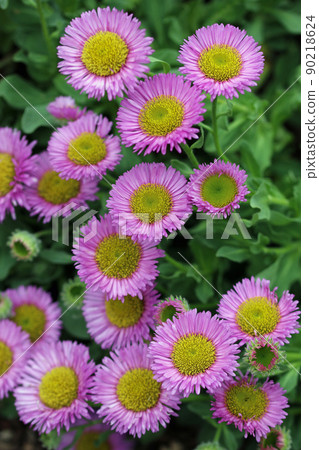 Seaside fleabane pink flowers in close up Seaside fleabane pink flowers in close up 90218624