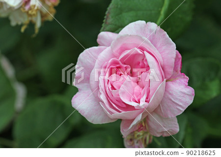 Pink rose flower in close up 90218625
