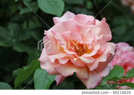 Pink rose flower in close up Pink rose flower in close up 90218626