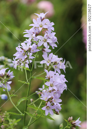 Lilac milky bellflower flowers in close up Lilac milky bellflower flowers in close up 90218627
