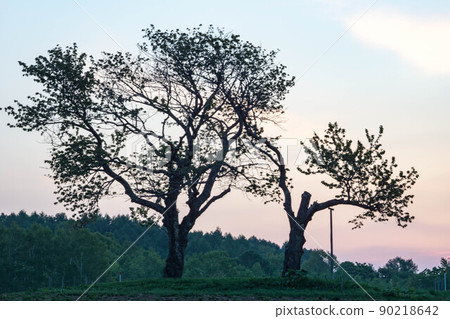 北海道二世古雙櫻蘭坊樹日出 90218642