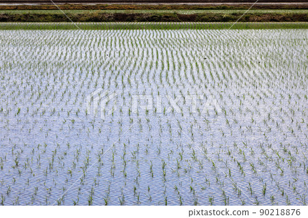 [Biei-cho, Hokkaido] Rice fields after rice planting 90218876