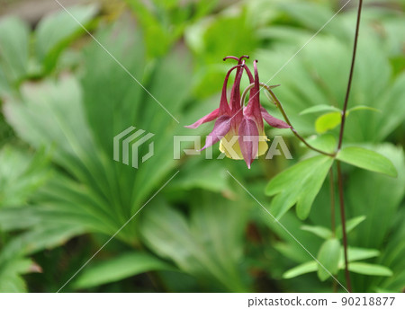 Spring flower: Columbine A wild grass of the ranunculaceae family that blooms from spring to summer 90218877