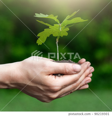 Close up view on the palms holding oak sapling. Plant in the hands. Care of the Environment. Ecology concept. 90219301